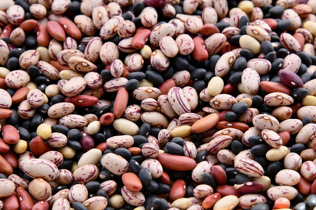 various dried beans seeds saving- how to save been seeds from summer vegetable