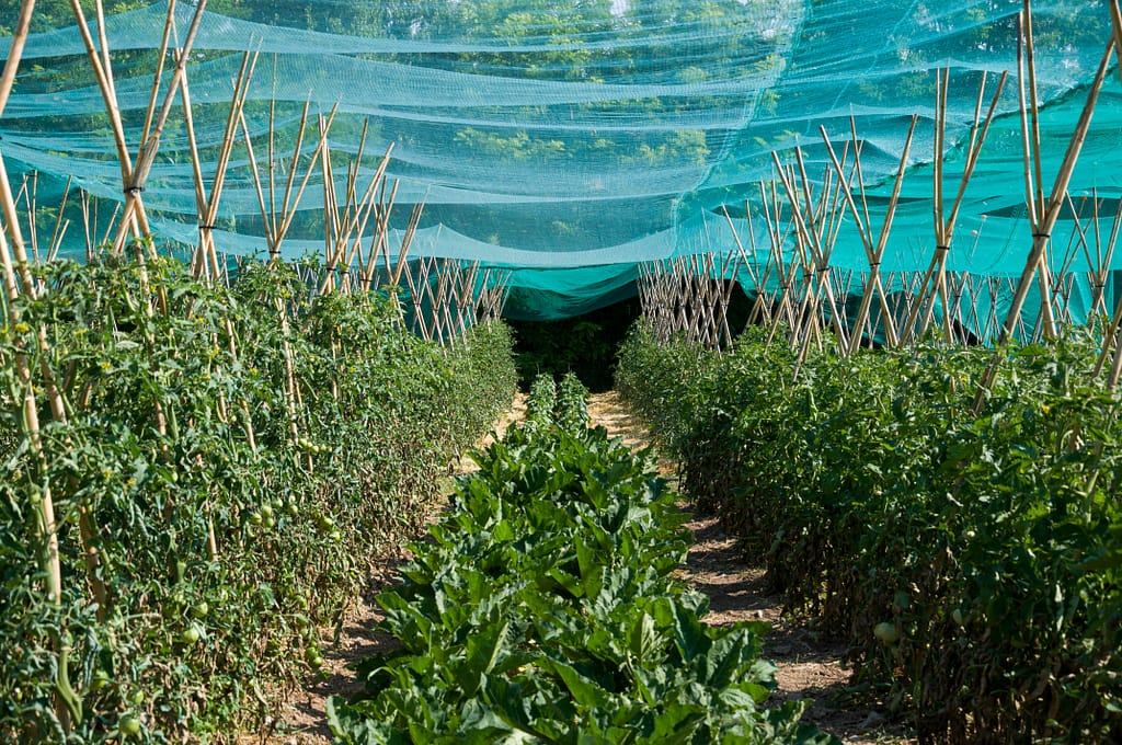 Climate-adaptive gardening strategies for tropical gardens - mulching shade cloth and water management'