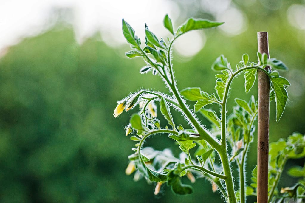 "Tomato plant with blossoms supported by a stake growing in a Jamaican vegetable garden"
