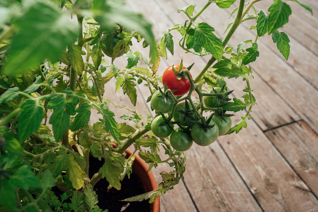 Fresh tomatoes growing in a container on a sunny patio or balcony