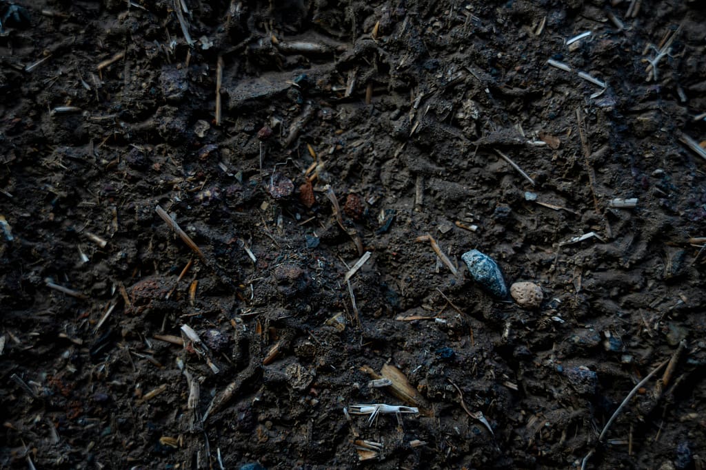 Perfect soil preparation for growing huge garlic bulbs- rich well-draining garden bed with compost