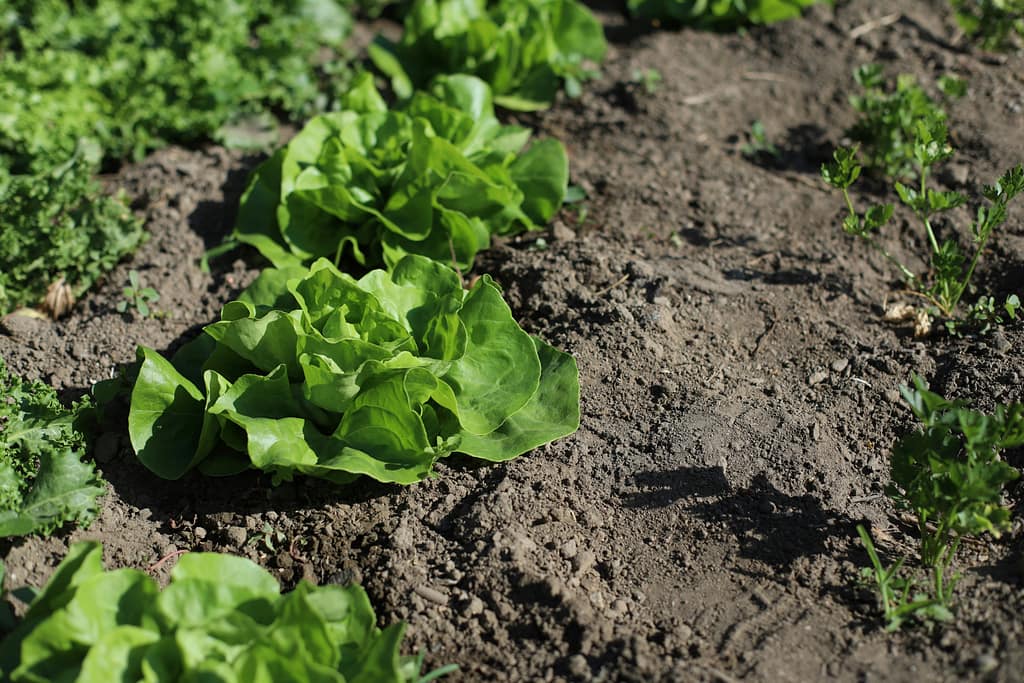 Seasonal planting guide for Jamaica tropical vegetable garden - planning for dry and rainy seasons'