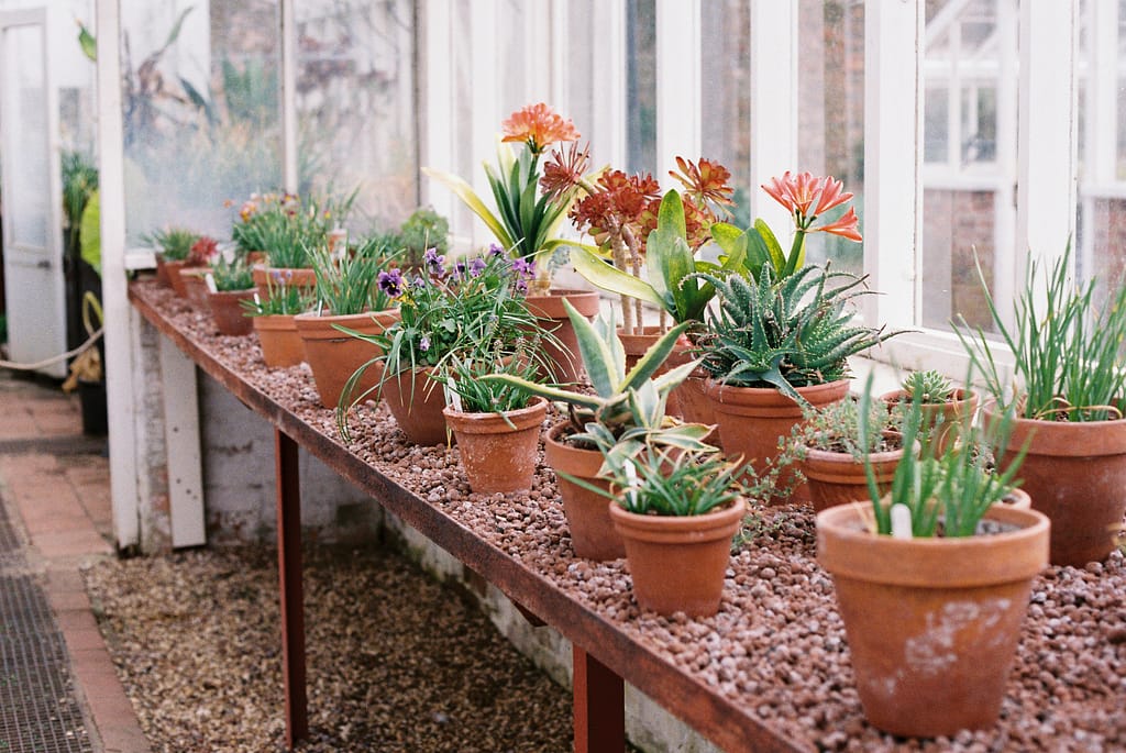 Different sizes of containers for gardening terracotta pots with various different types of plants
