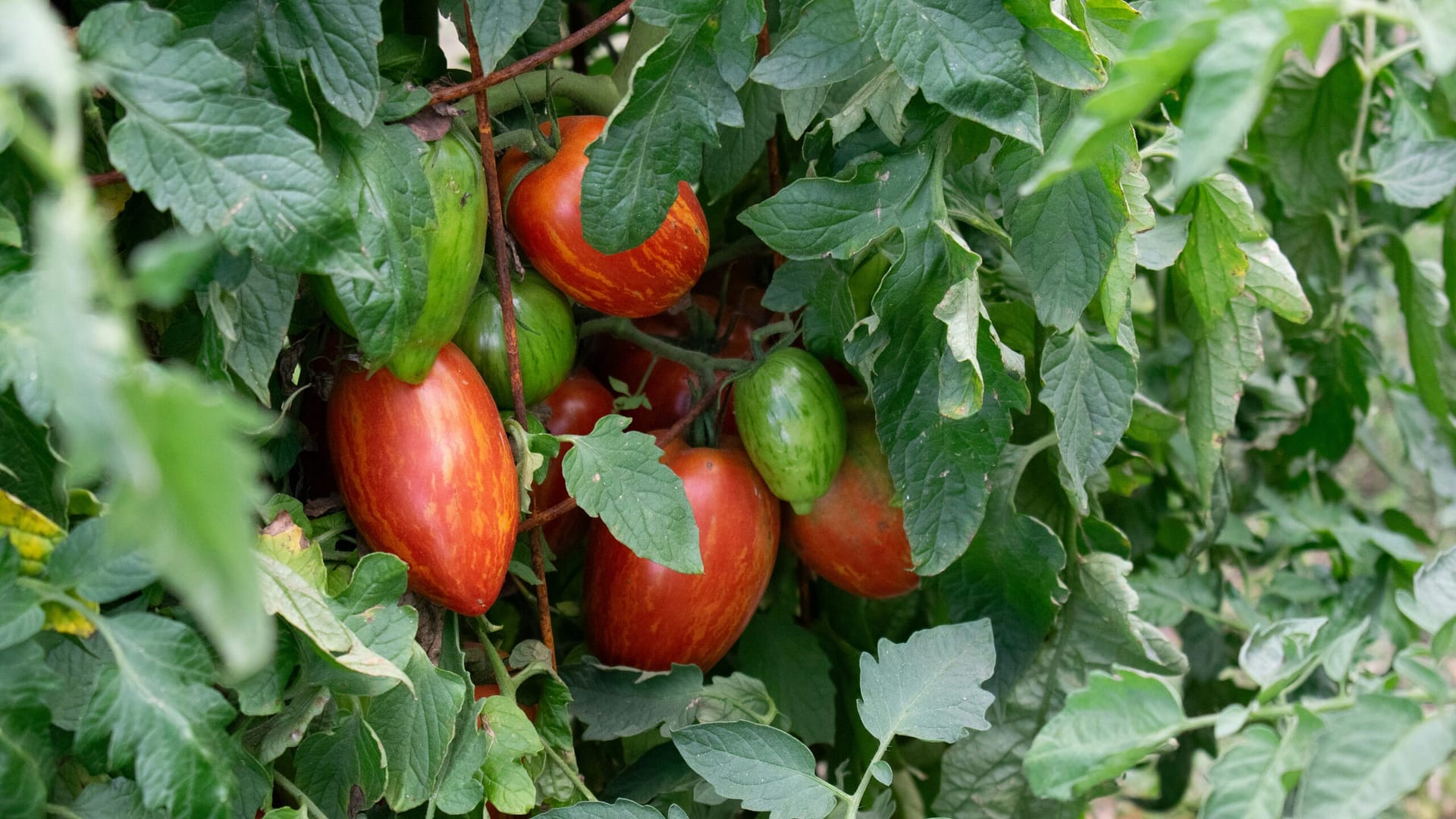 Ripe and green tomatoes growing on a healthy tomato plant in a Jamaican vegetable garden