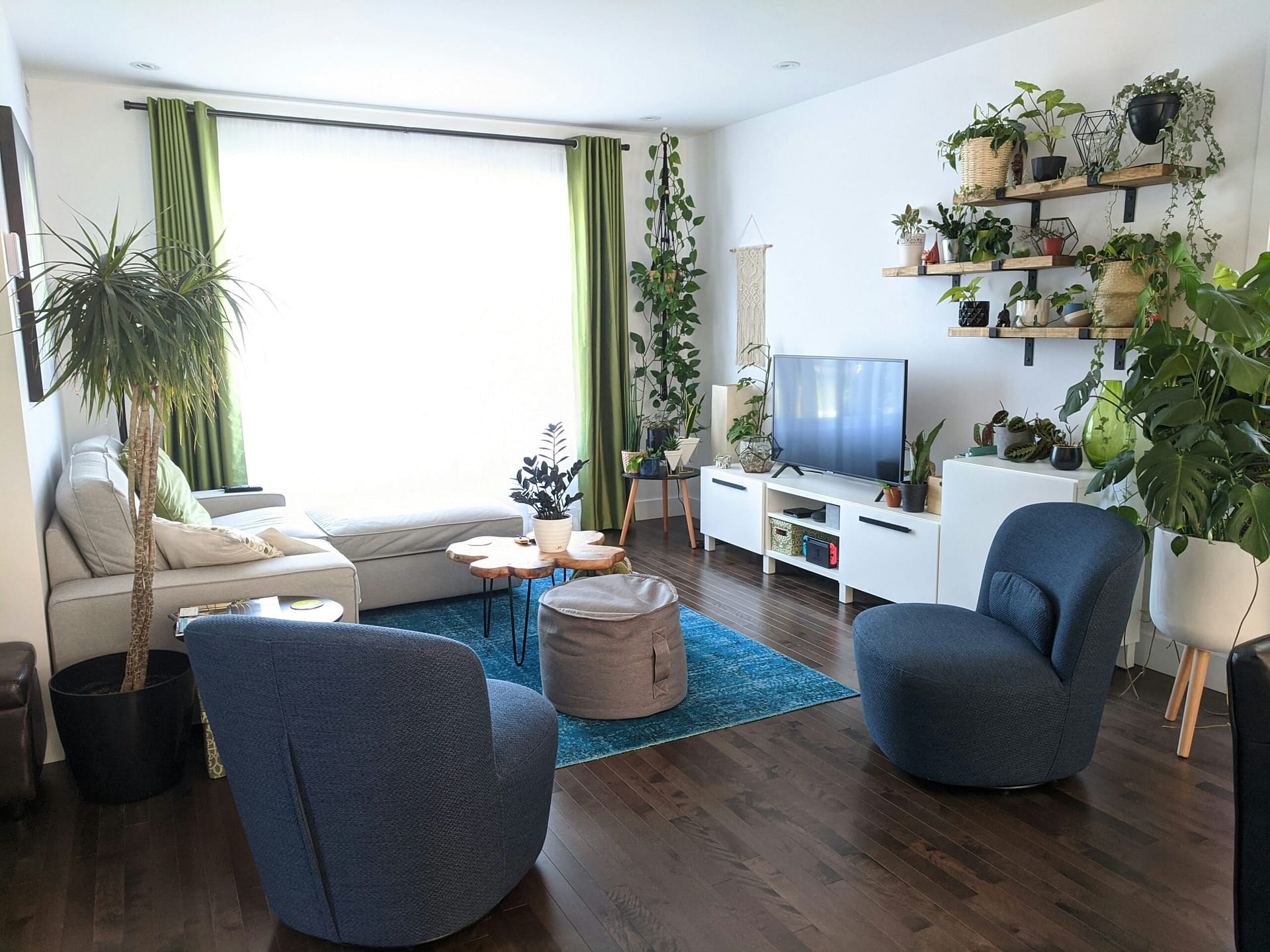 Beautiful collection of indoor houseplants in a bright modern living room'