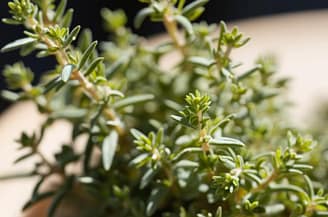 Thyme