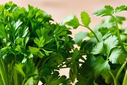 Parsely and Cilantro