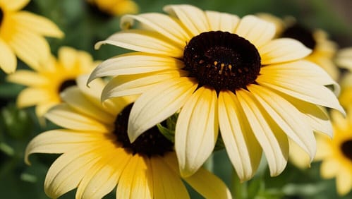 black-eyed-susan