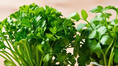 picture of Cilantro, and Parsely