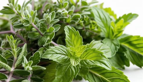 picture of Oregano, and Mint