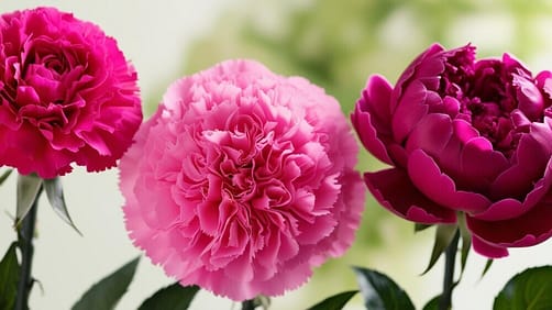 set of 3 similar flowers