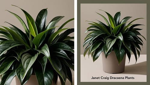 janet craig plant