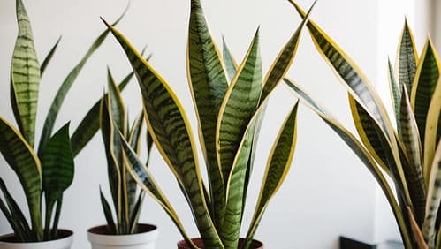 Snake plants