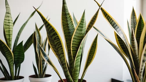 Snake plants