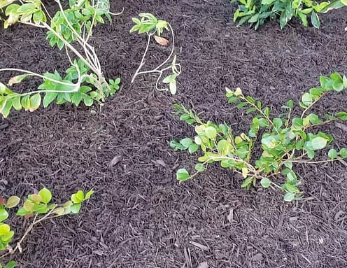 Garfield mulch garden