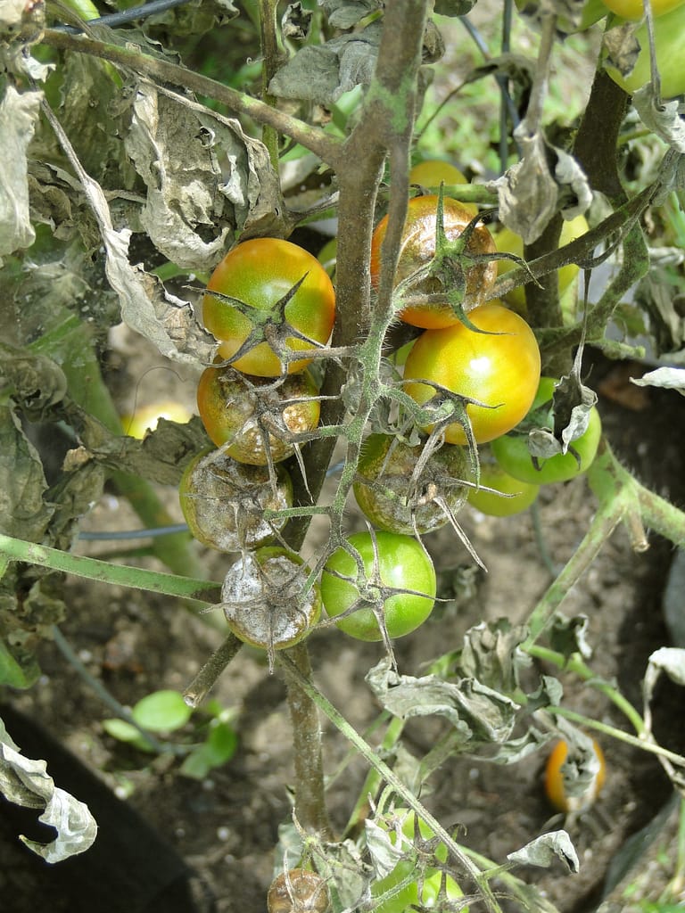 Plant disease symptom on vegetable leaves in Jamaica garden