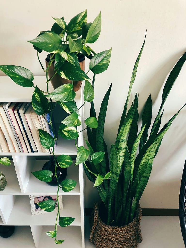 Collection of popular easy-care houseplants including pothos and snake plant'