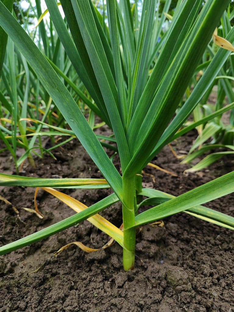 The secret to huge garlic bulbs- complete guide to planting for a spectaculars summer harvest