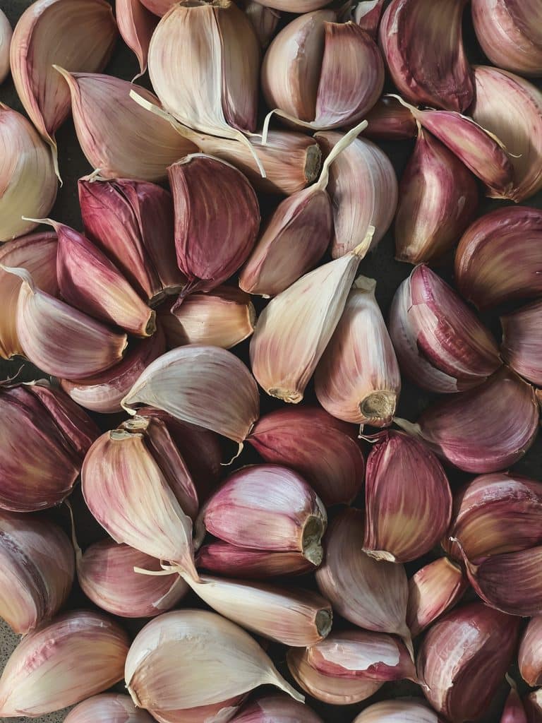 Preparing garlic cloves for fall planting - selecting the best cloves for maximum bulb size
